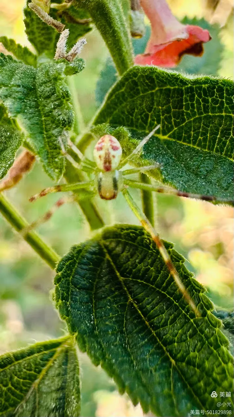 花朵中的人面蜘蛛
